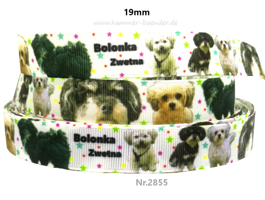Exklusives Bolonka Zwetna -Band mit bunten Sternchen – 19mm