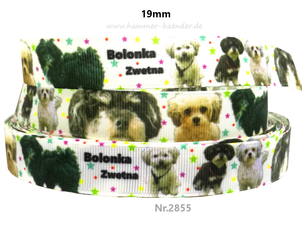 Exklusives Bolonka Zwetna -Band mit bunten Sternchen – 19mm