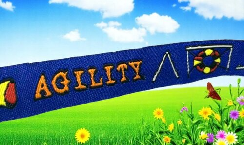 Agility Spaß – 16 mm Webband in blau