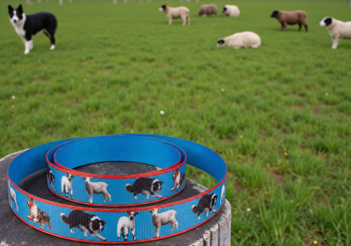 Exklusives  Hütehund -Band mit Border Collies & Australian Shepherds – 22mm