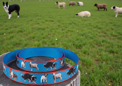 Exklusives  Hütehund -Band mit Border Collies & Australian Shepherds – 22mm