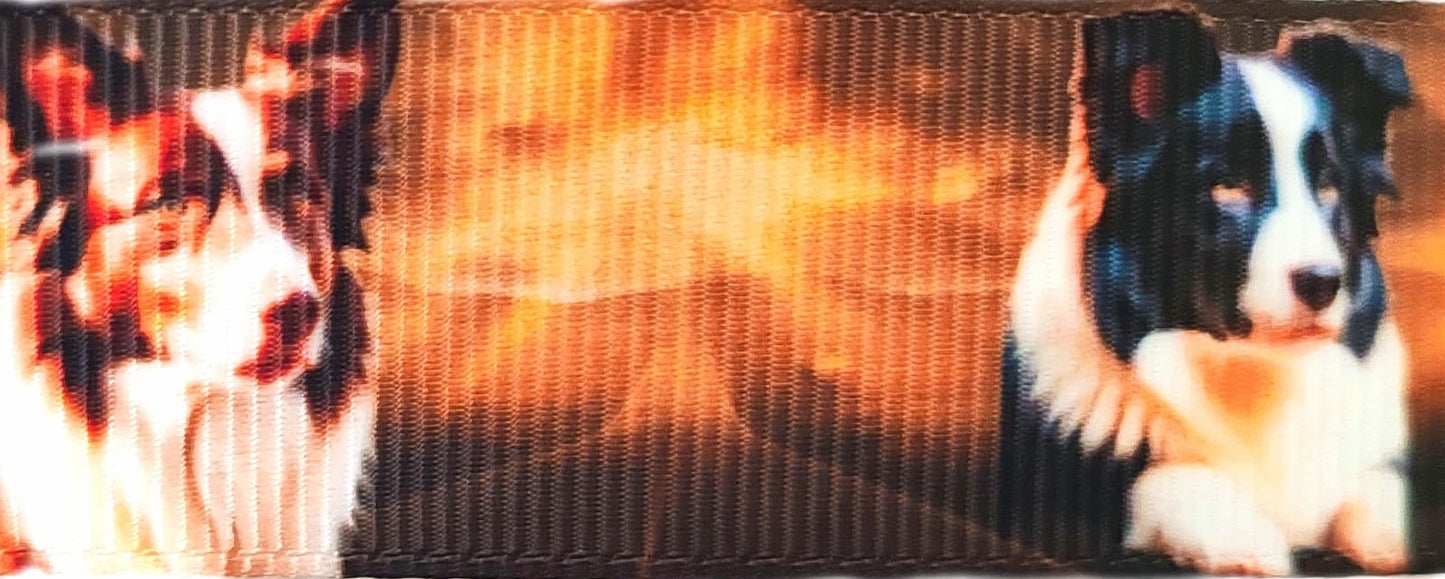 Border Collies im goldenem Glanz – Exklusives bedrucktes Band 25mm