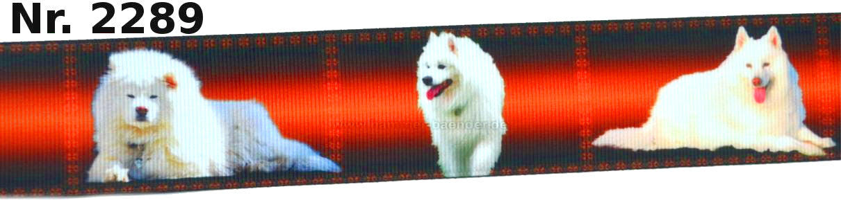 Exklusives  Samojede mit Leuchten - Band – 38mm